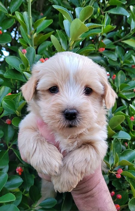 Голдъст йоркширски териер-мини!!!