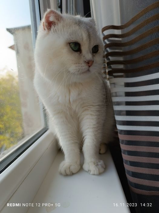 Вязка коты шиншиллы NS11 фолд и Bri NU 11