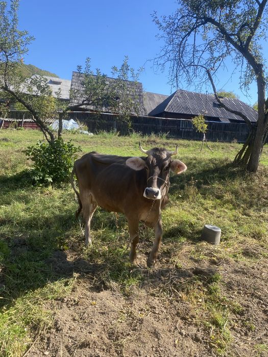 Vaca bruna de maramures