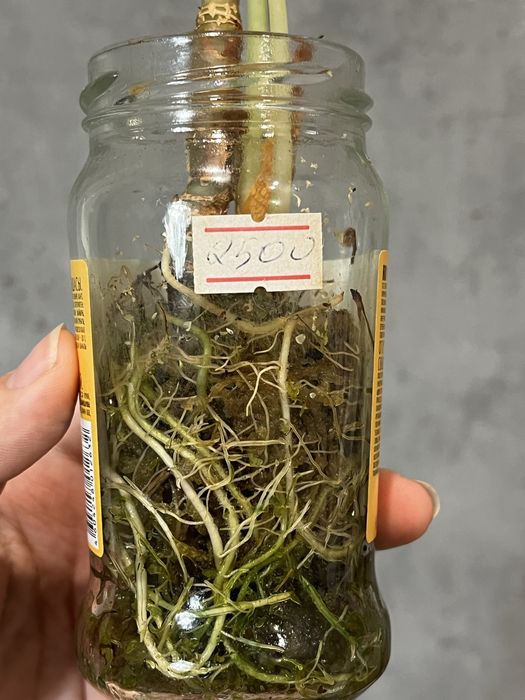 Монстера, алоказия