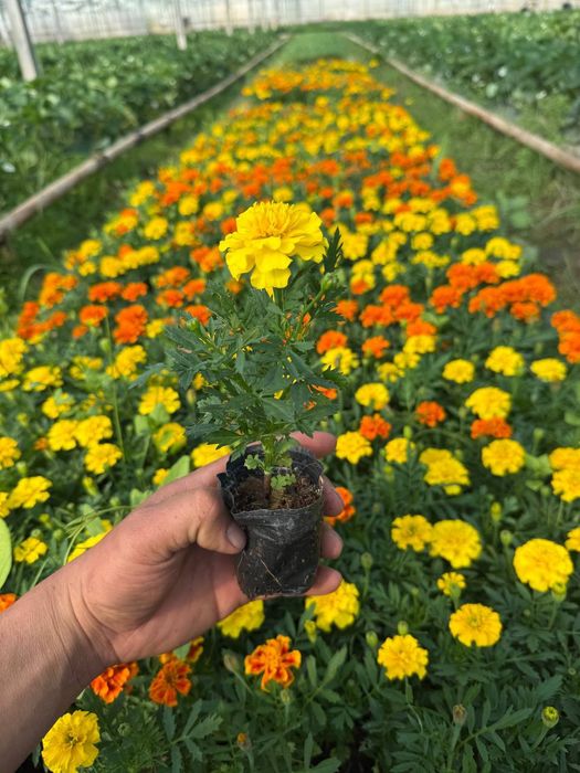 Трасса учун гуллар