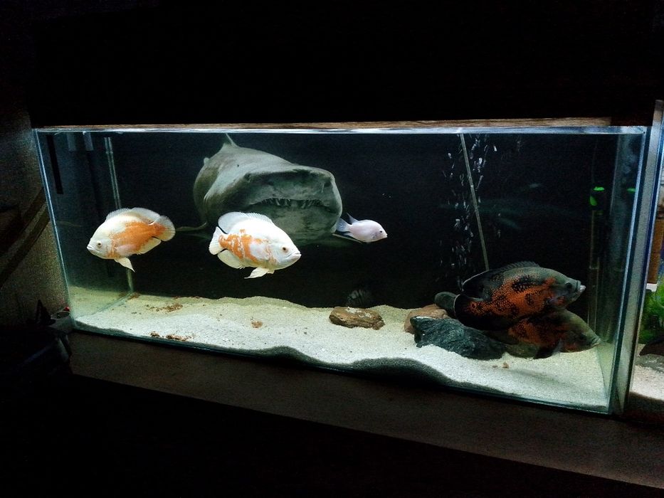 Астронотусы продам срочно