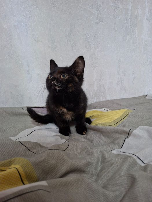 Котята ищят своего хозяина