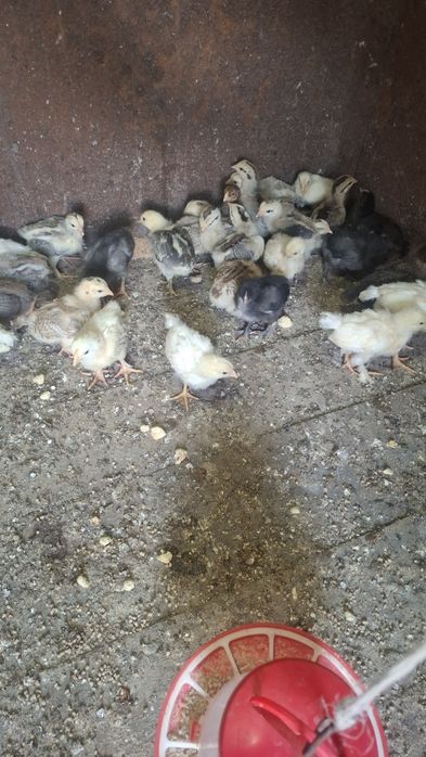 Продам цыплят активных
