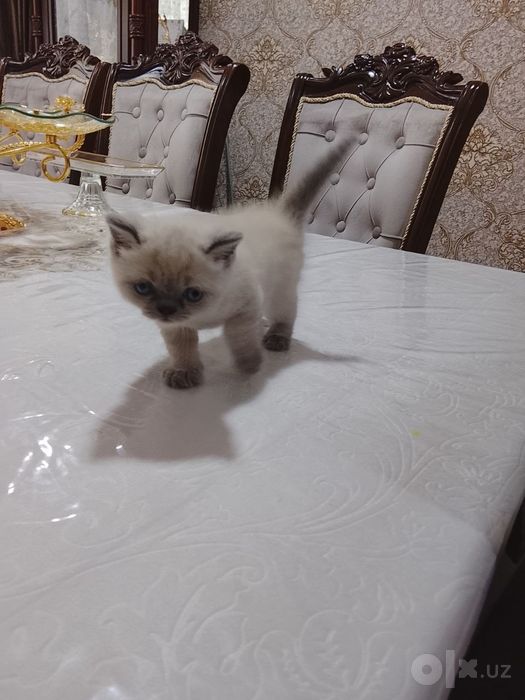 Котенок скотиш страйк продам породистые