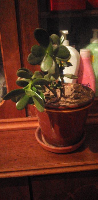 Цветы обмен или продажа