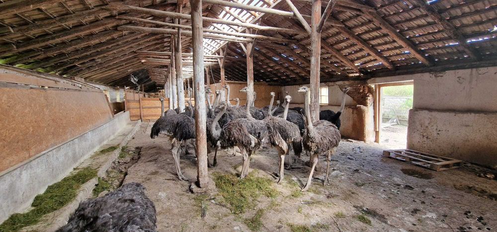 Vand pui Struti de 12-14 saptamani