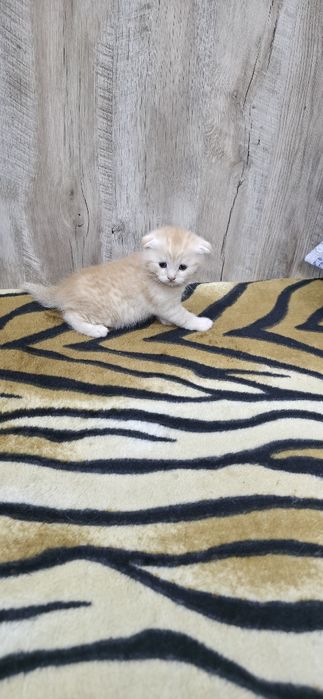 Шотландские вислоухие