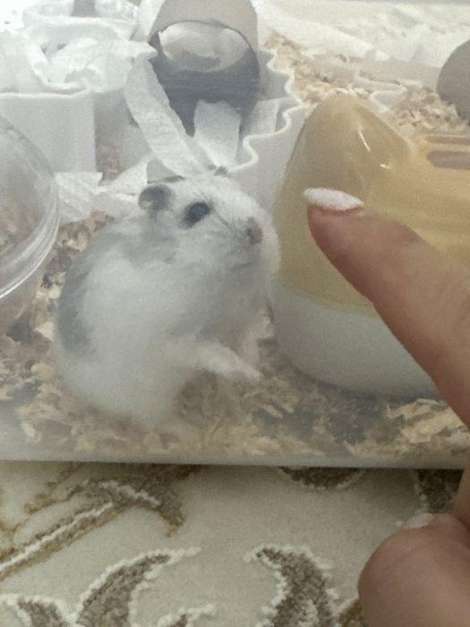 Белый принц Джунгарский хомяк