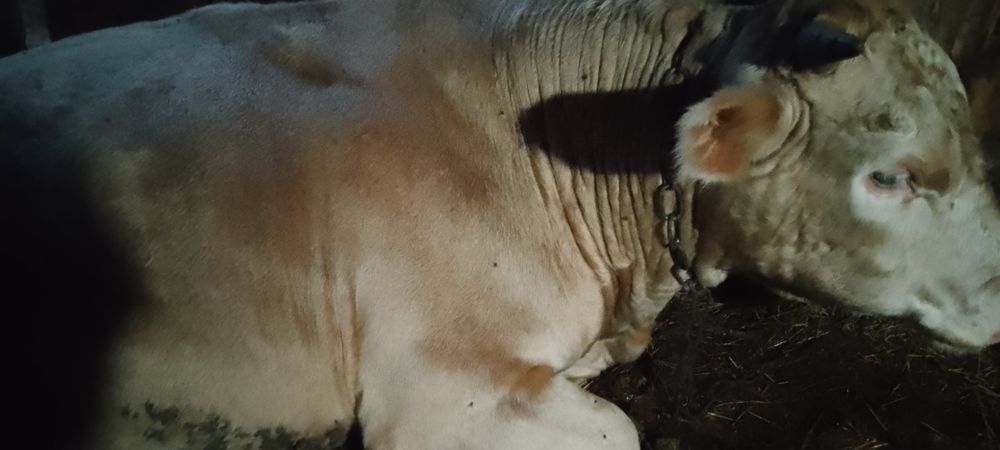 Продам бычка возраст 1год 7месяцев