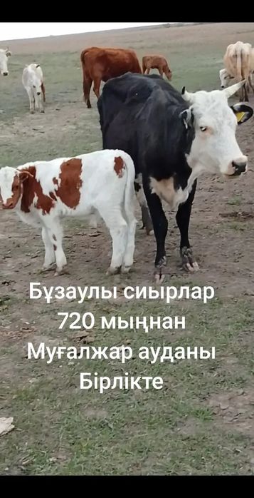 Бұзаулы сиырлар сатылады