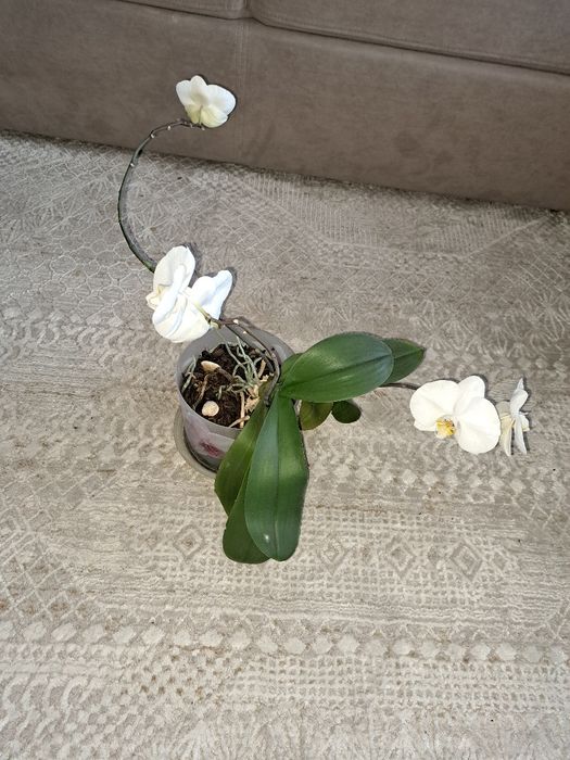 Продам белую цветущую