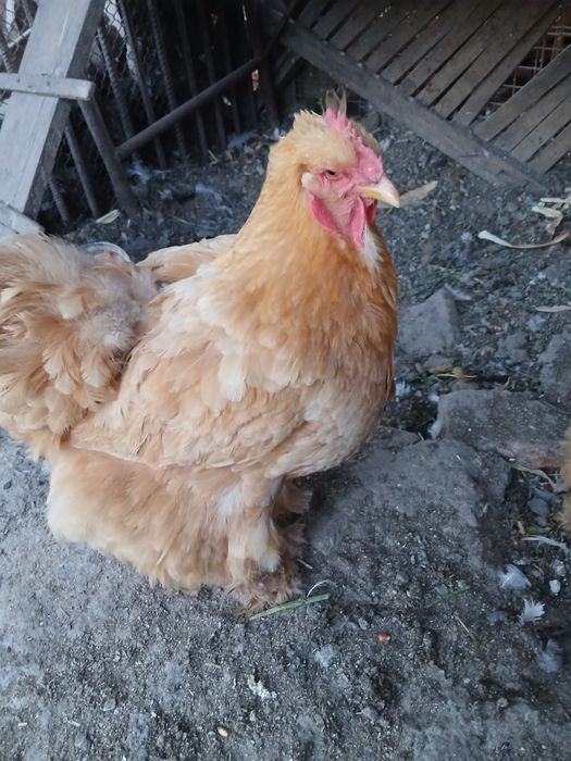 Oua cochinchina galben uriaș pt incubat