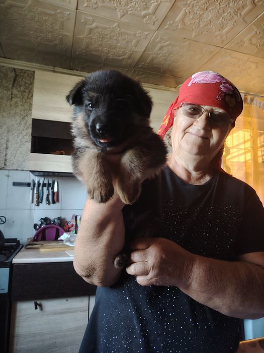 Продам щенков немецкой овчарки