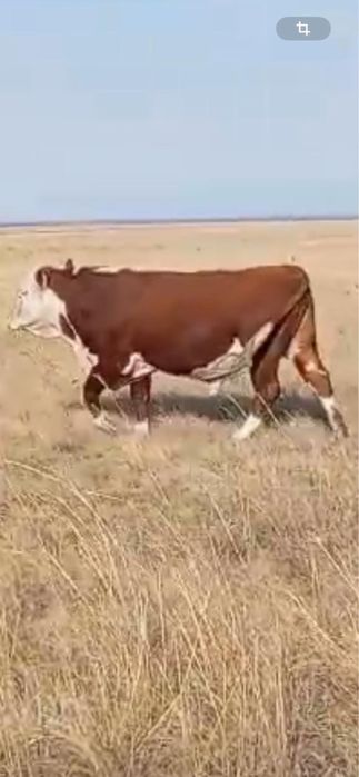 В продаже бык белоголовый !