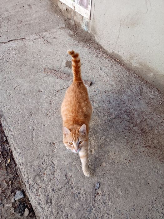 Рыжая Кошечка ищет дом помогите