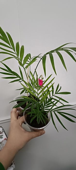 Хамедорея:1500 тенге