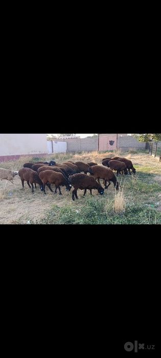 Toza qoli hsori simjun kashtan varyantidan