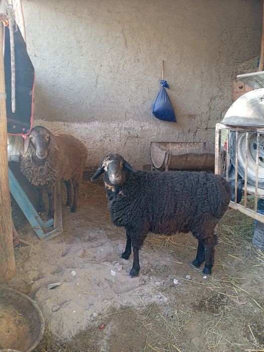 Пародали куйлар сотилади