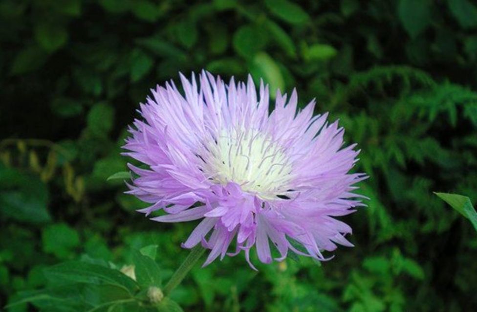 Продаю садовую рассаду