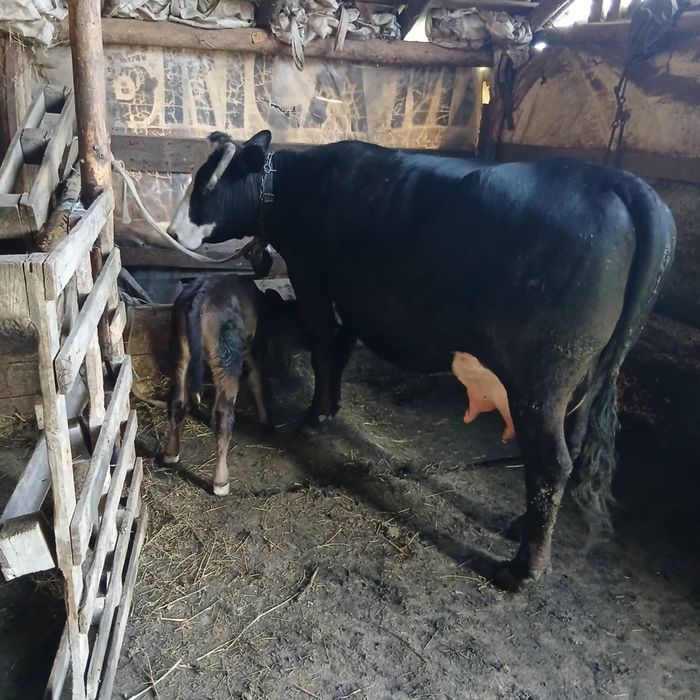 Vaca de  fătată  2 saptamanimai multe detalii la tel