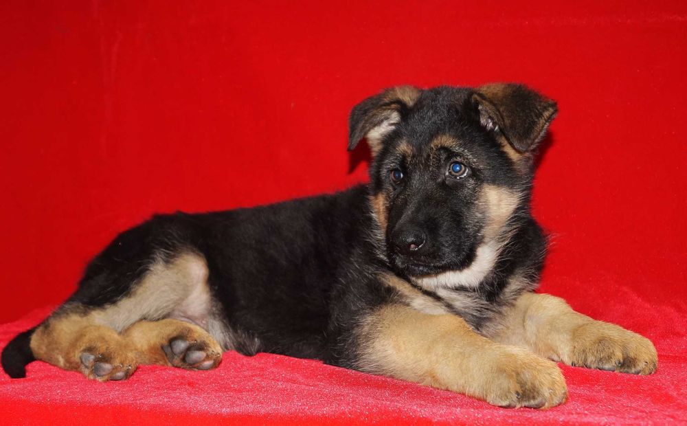 Великолепные щенки Немецкой Овчарки , суки и кобели  с документами .