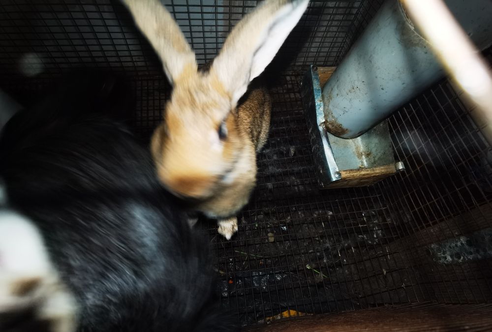 Продам кроликов,великаны, бабочки