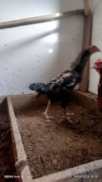 Продам даканиха тулячка