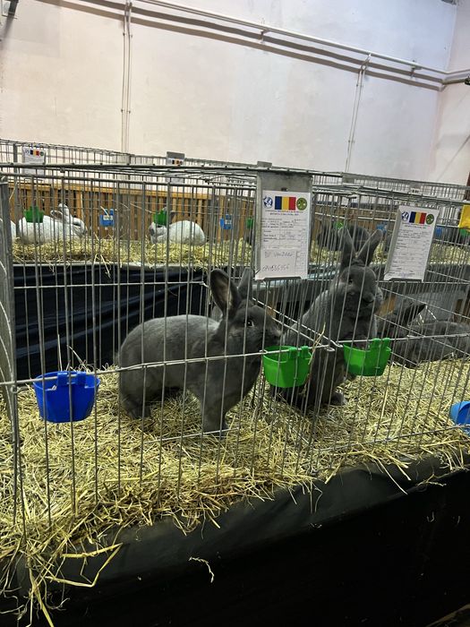 Iepuri vienez albastru