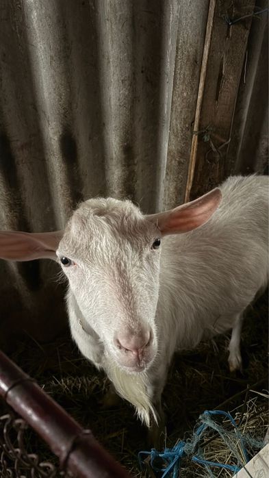 Vand țap de un an rasa Saanen