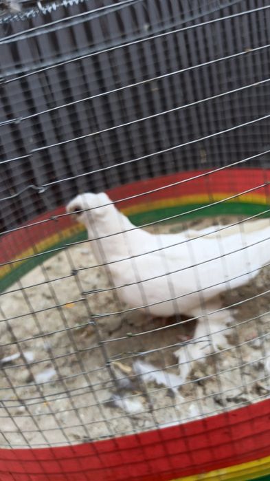 Кабутар ГОЛУБИ , кафтар , куш