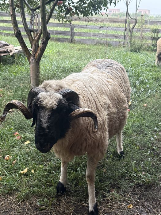 Berbec breaz foarte frumos