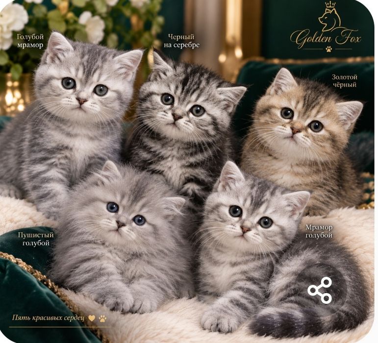 Котята Элитные от "Golden Fox "