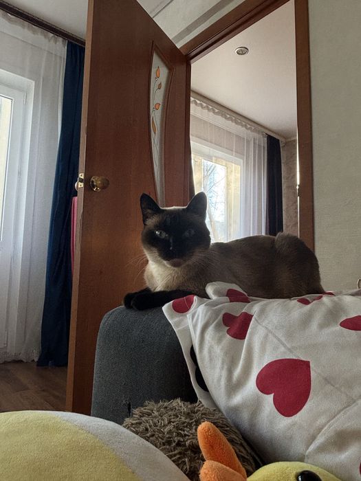 Пропала кошка сиамская