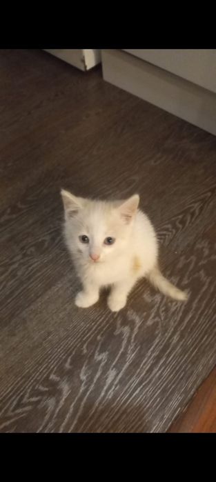 Продам котят. Продам