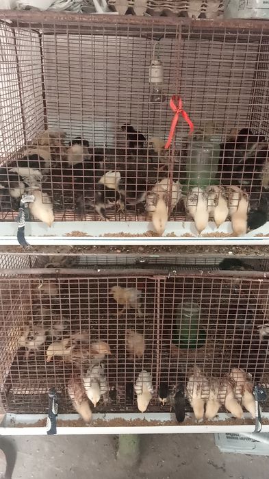 Брамы суточные, месячные