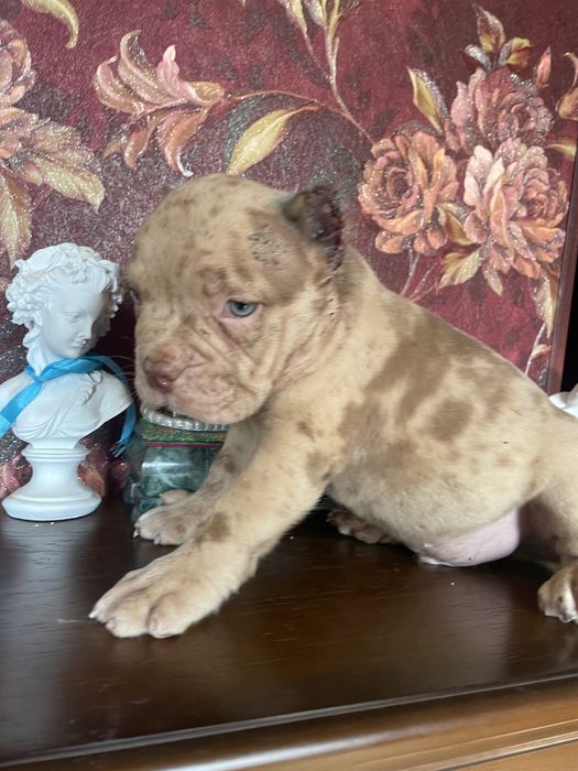 Американский булли