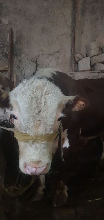 Simmental buqa sotiladi