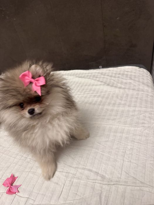 Щпиц щенок 2 мес