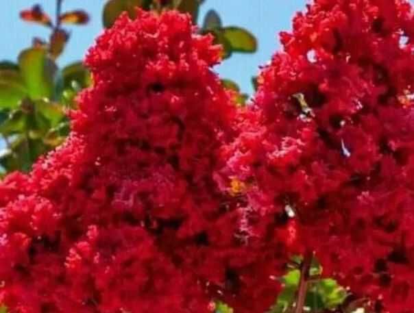 Liliac parfumat rosu,roz,galben-50 gratis+25 gratis