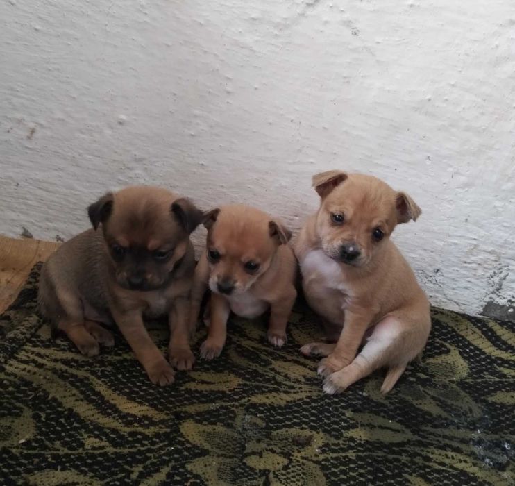 Пинчер            .