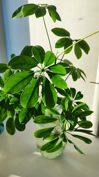 Шефлера отросток