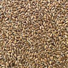 Vând cereale grau,orz,triticale