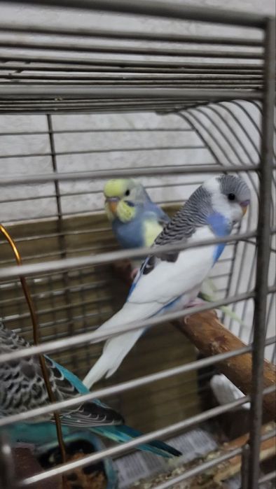 Волнистые попугаи