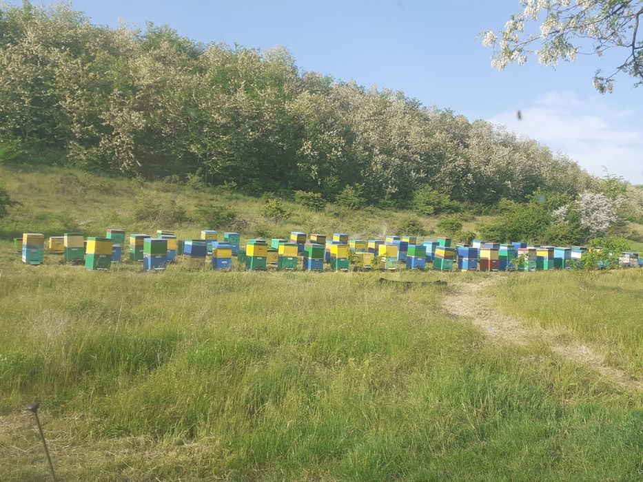 Miere de salcâm naturală
