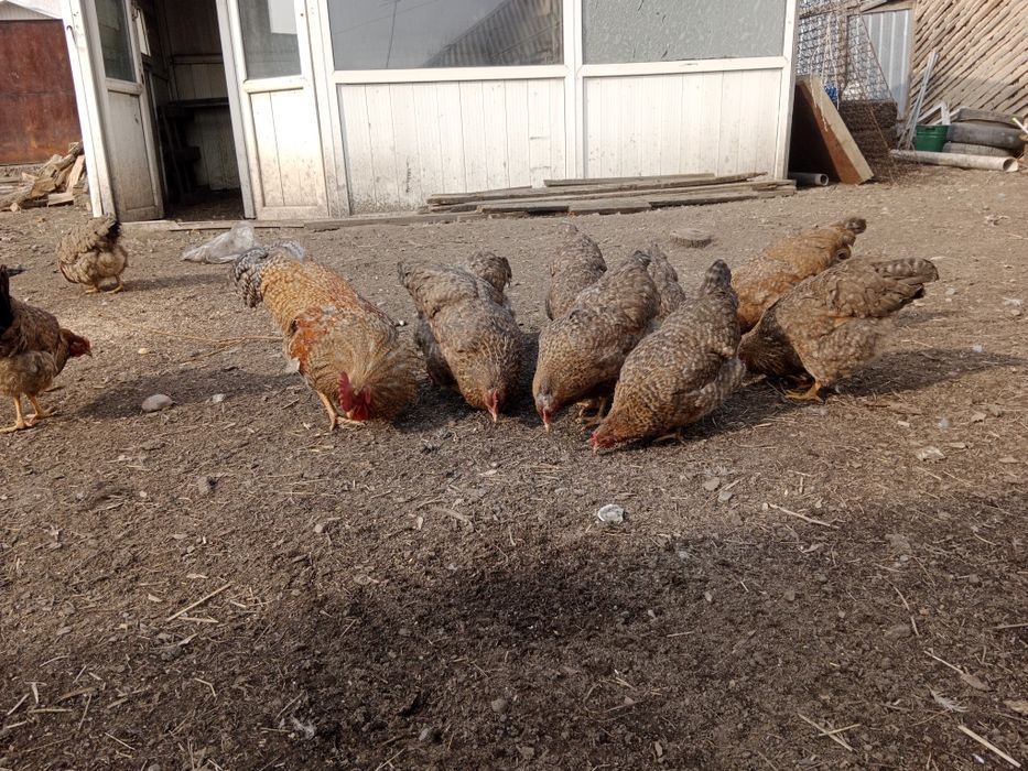 Инкубационный яицо Билефельдер.