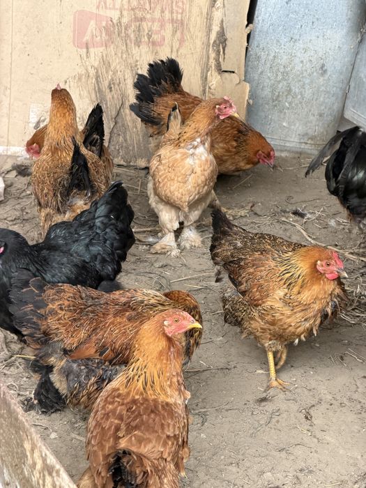 Продам курей и петухов