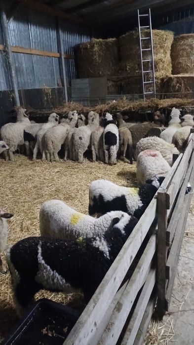 Miei turcanide vânzare