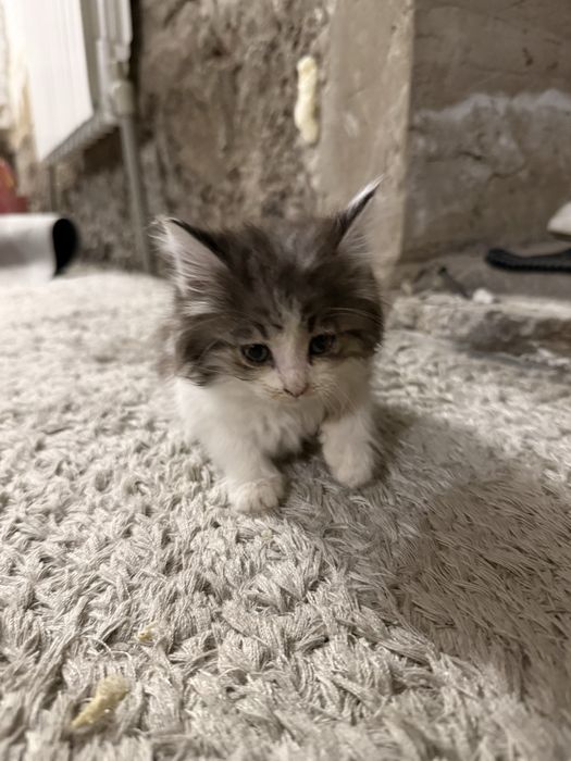 Котята, отдам даром