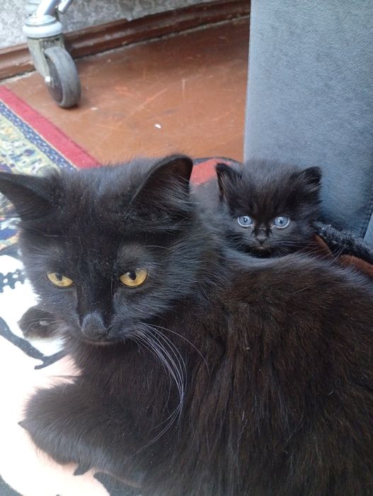 Маленький котенок